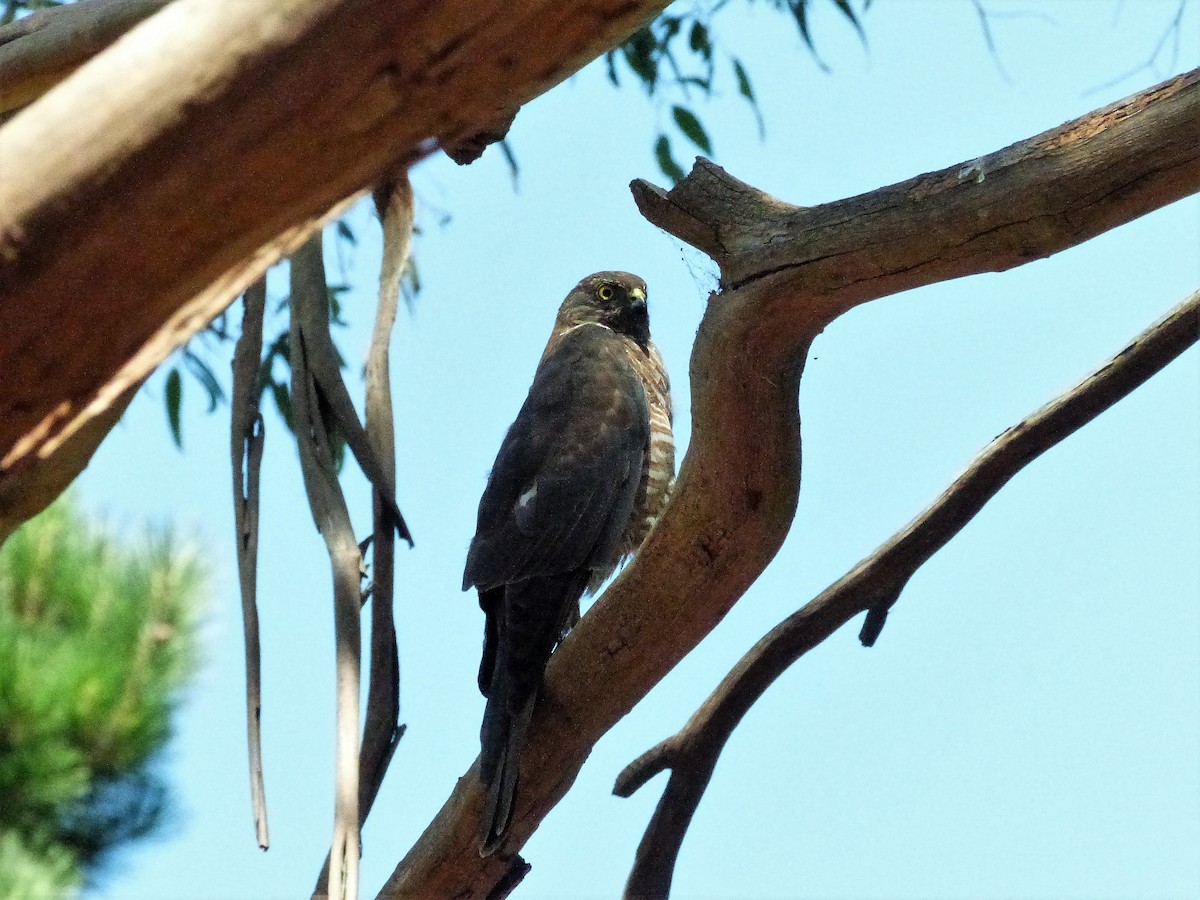 Collared Sparrowhawk - ML46352951