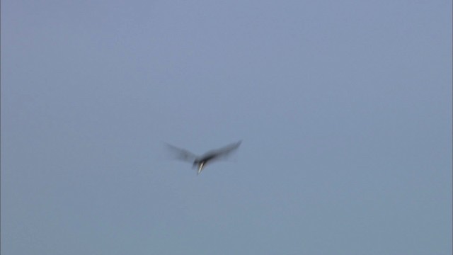 Osprey (carolinensis) - ML463530