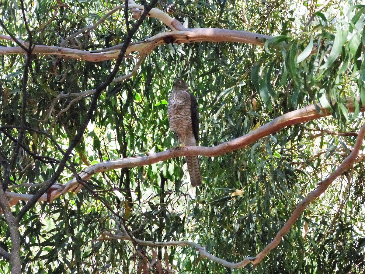 Collared Sparrowhawk - ML46353031