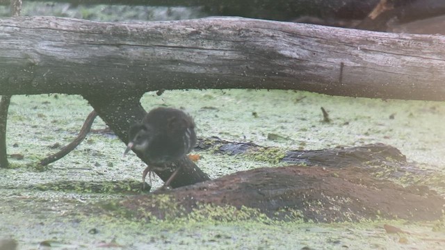 Virginia Rail - ML463530501