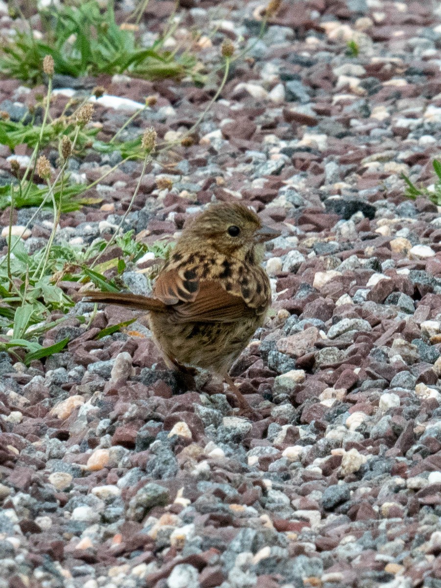 Song Sparrow - ML463530961