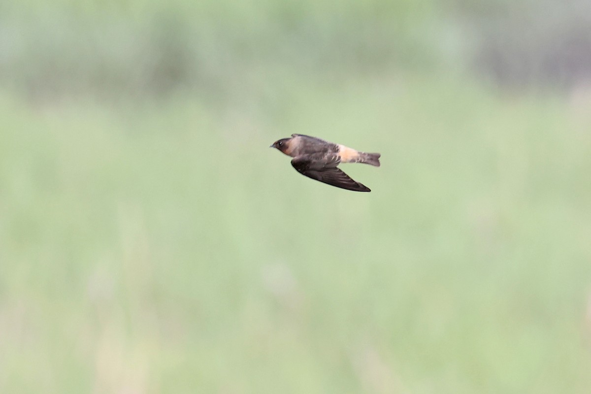 Cliff Swallow - Michael O'Brien