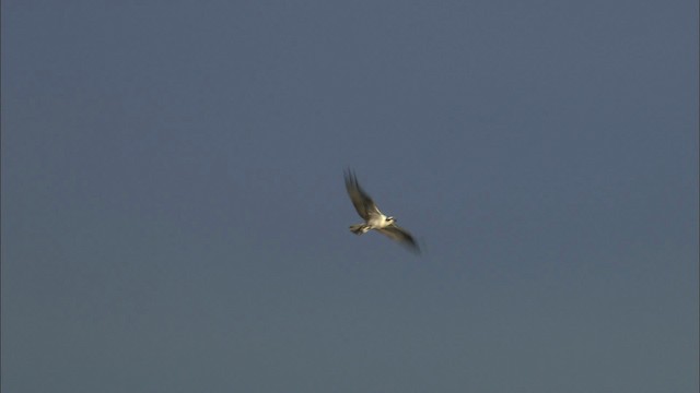 Osprey (carolinensis) - ML463532