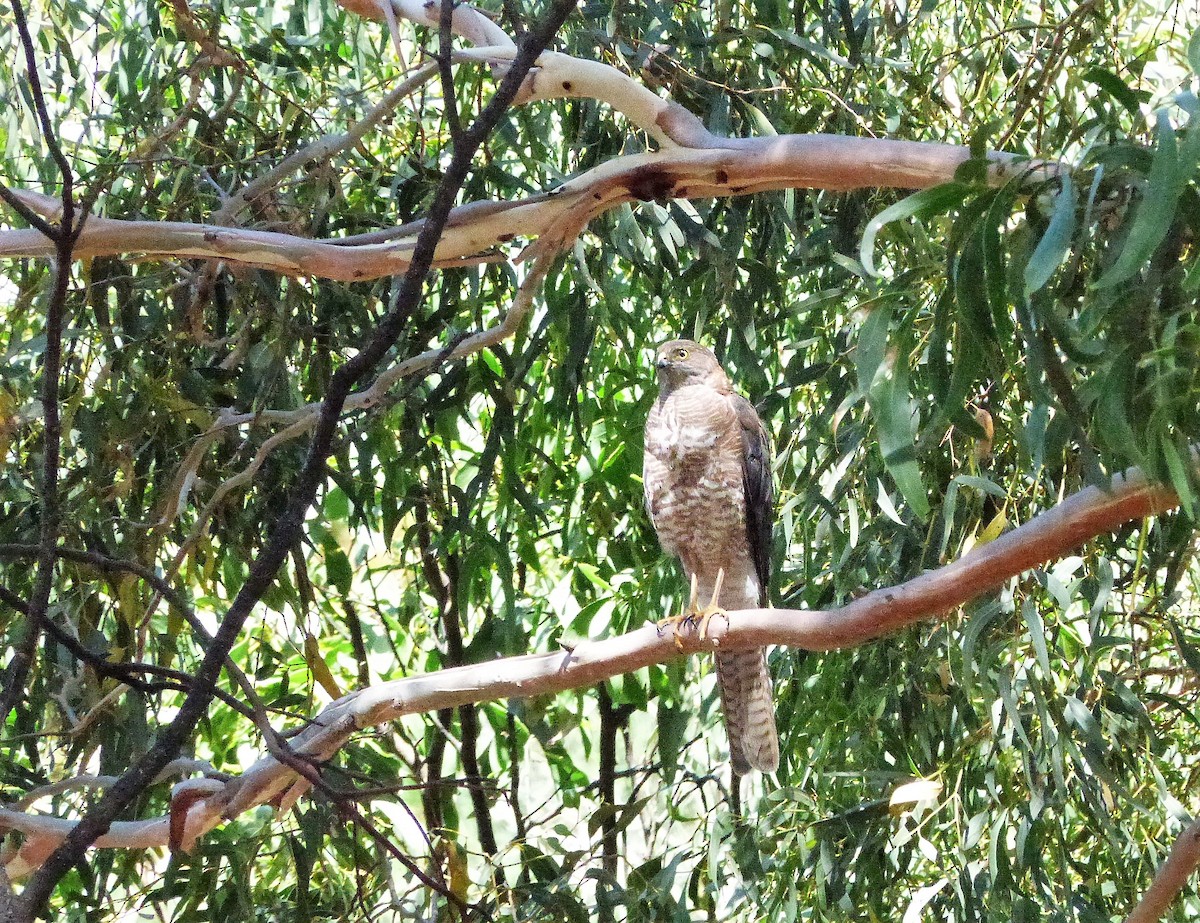 Collared Sparrowhawk - ML46353241