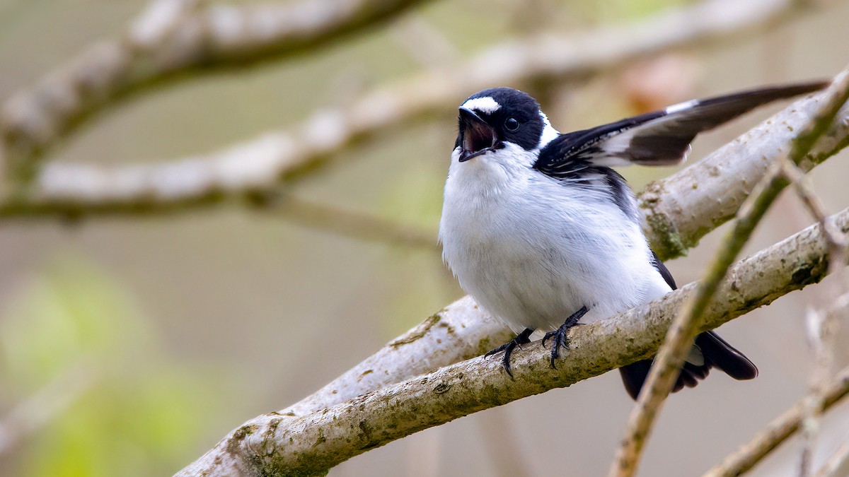 Collared Flycatcher - ML463532781