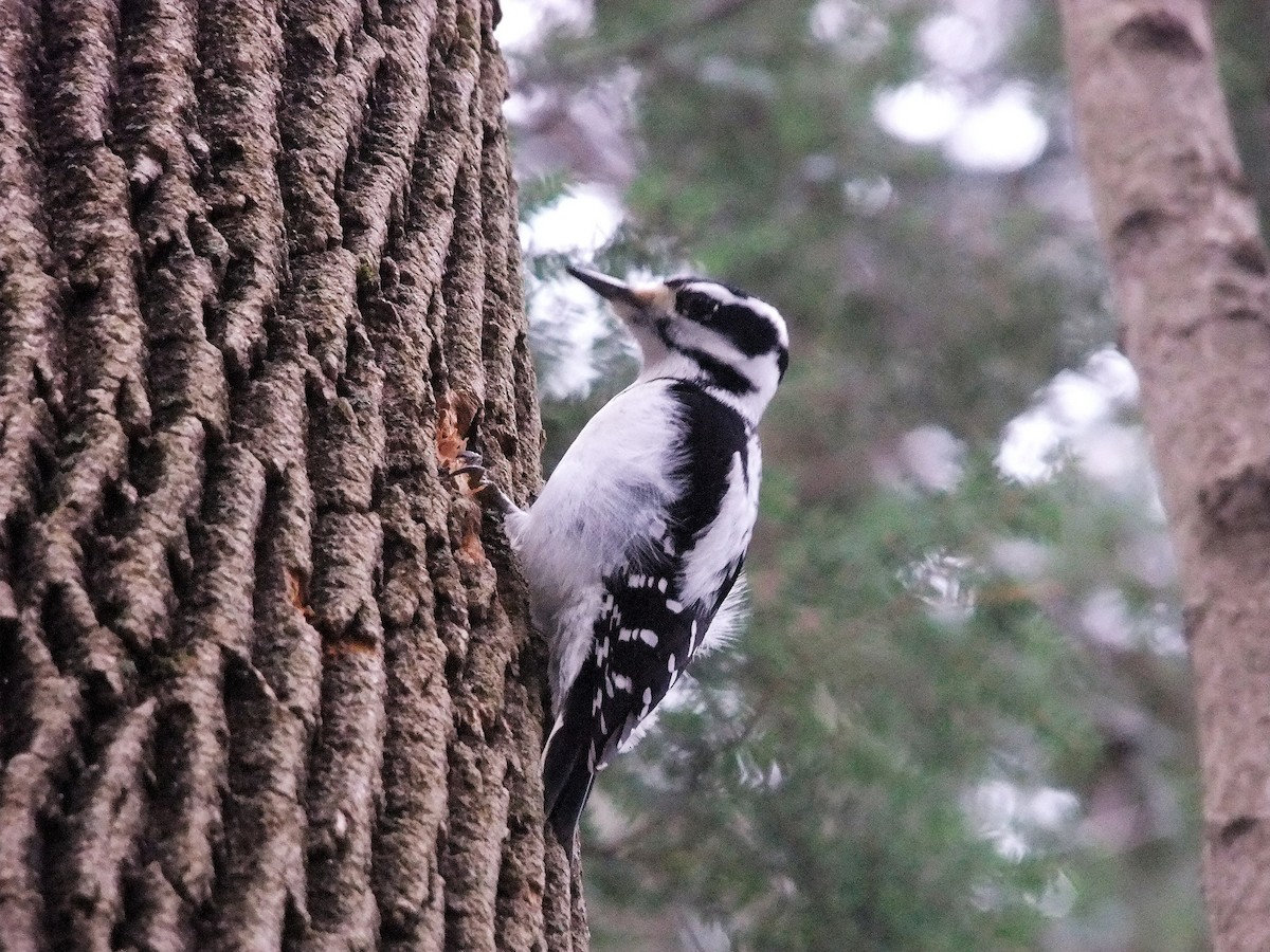 Hairy Woodpecker - ML46353301