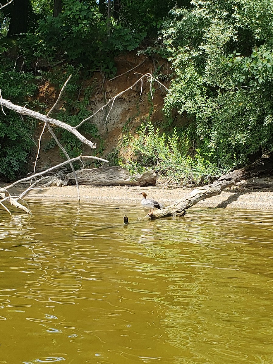 Common Merganser - ML463533041