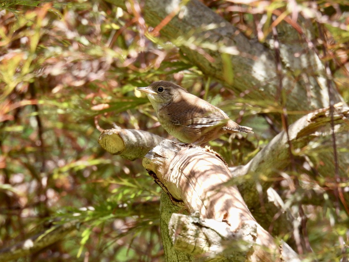 Northern House Wren - ML463533811