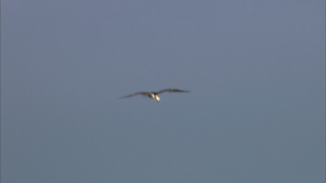 Osprey (carolinensis) - ML463534