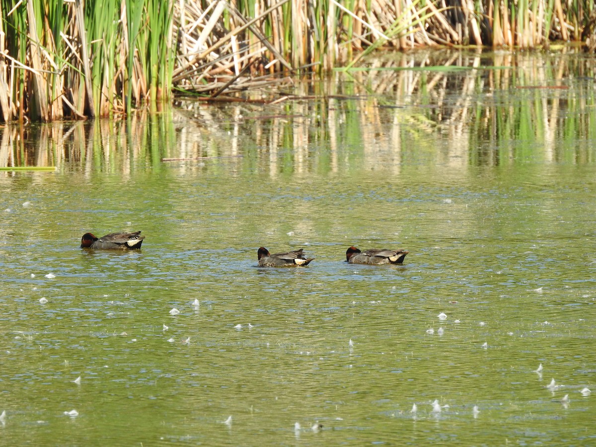 Green-winged Teal - ML463536561