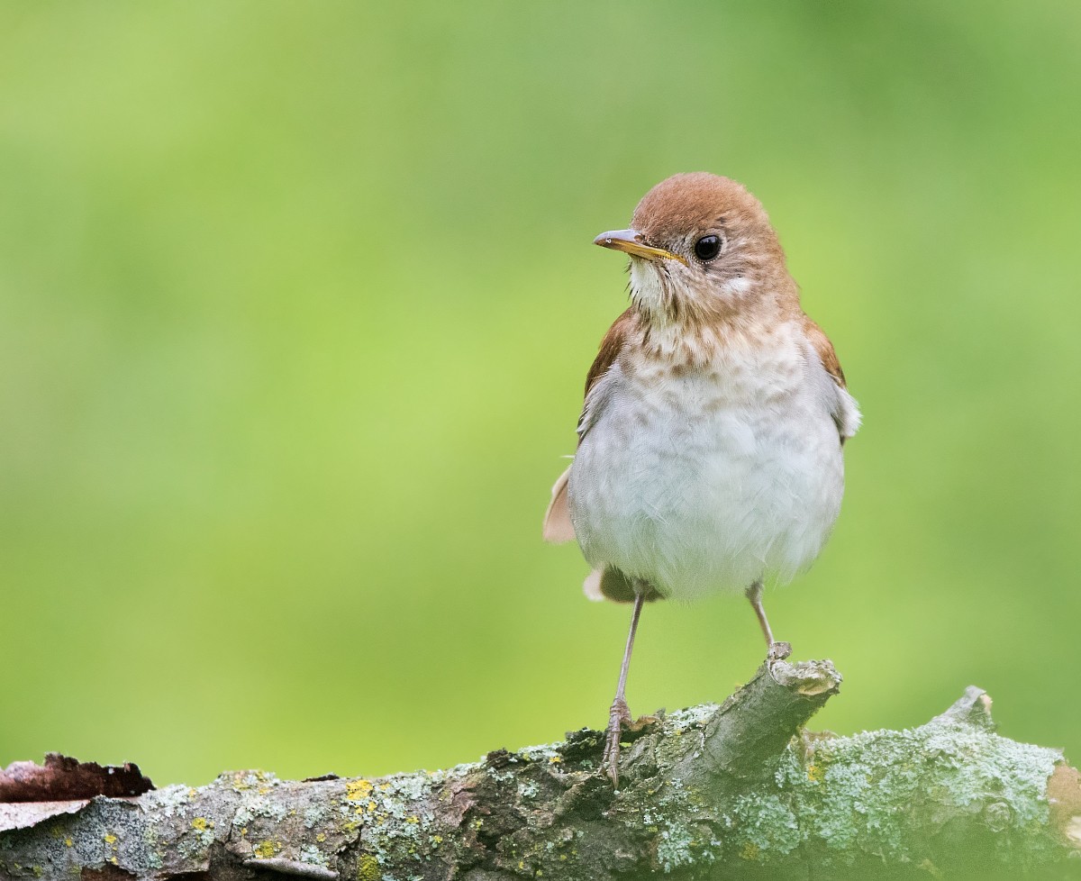 Veery - ML463536841