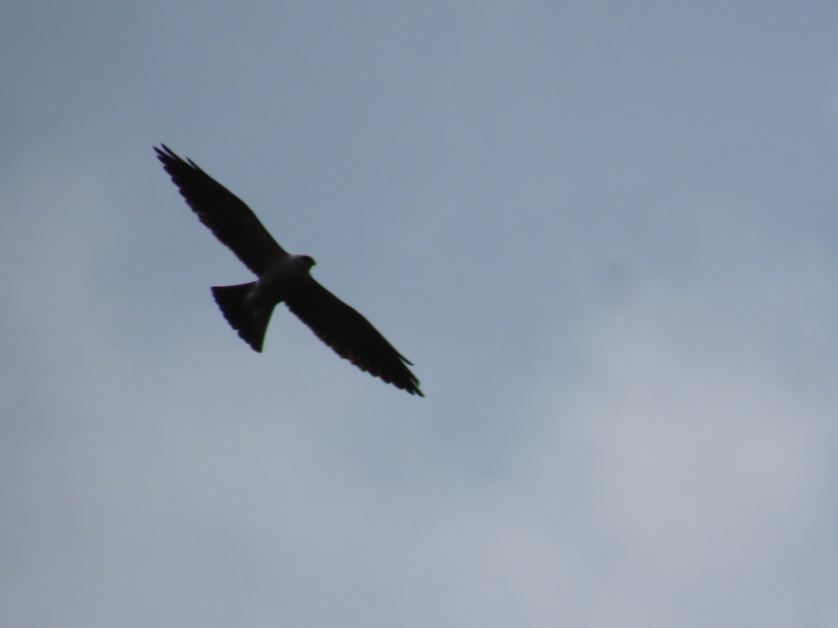 Mississippi Kite - ML463537731