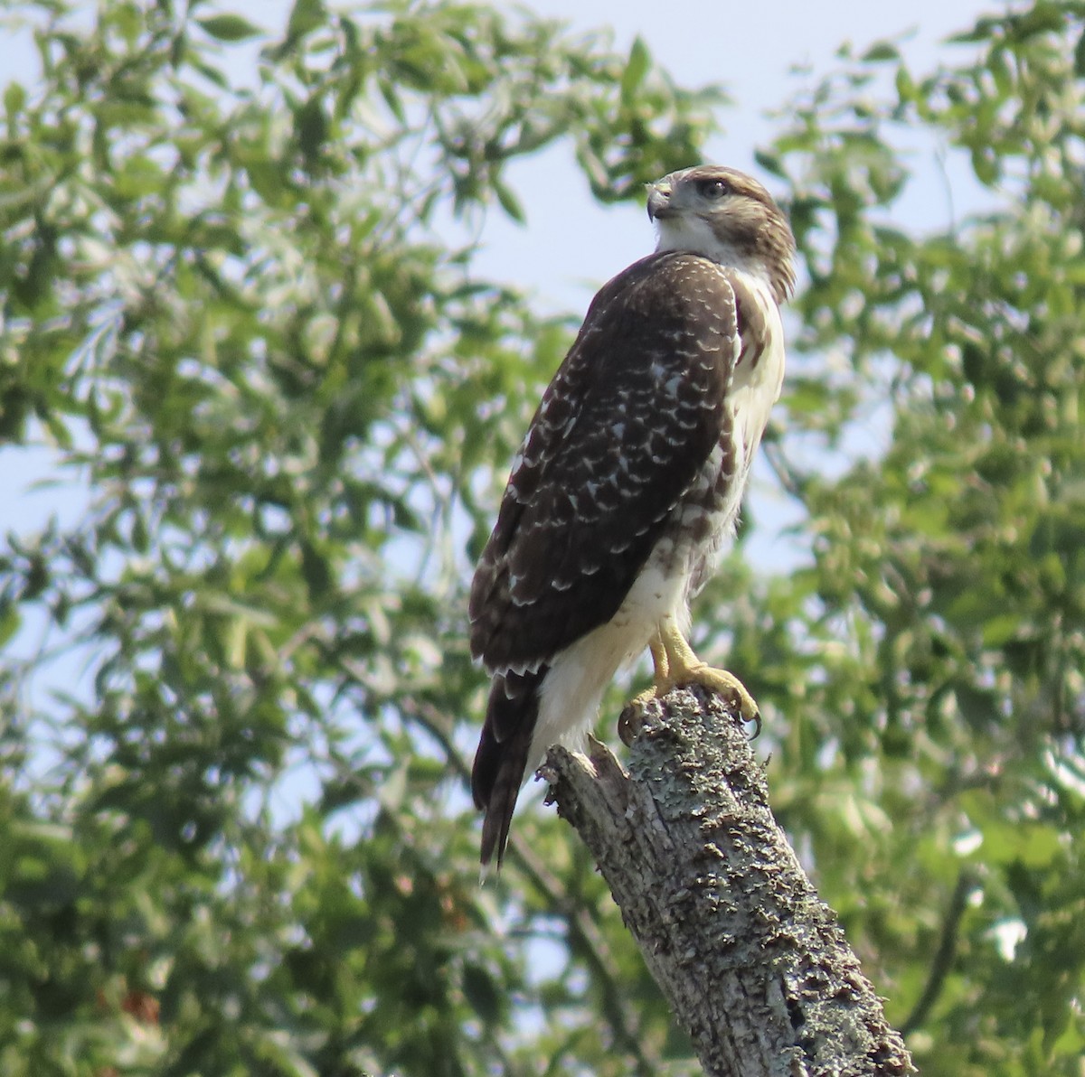 Red-tailed Hawk - ML463537941