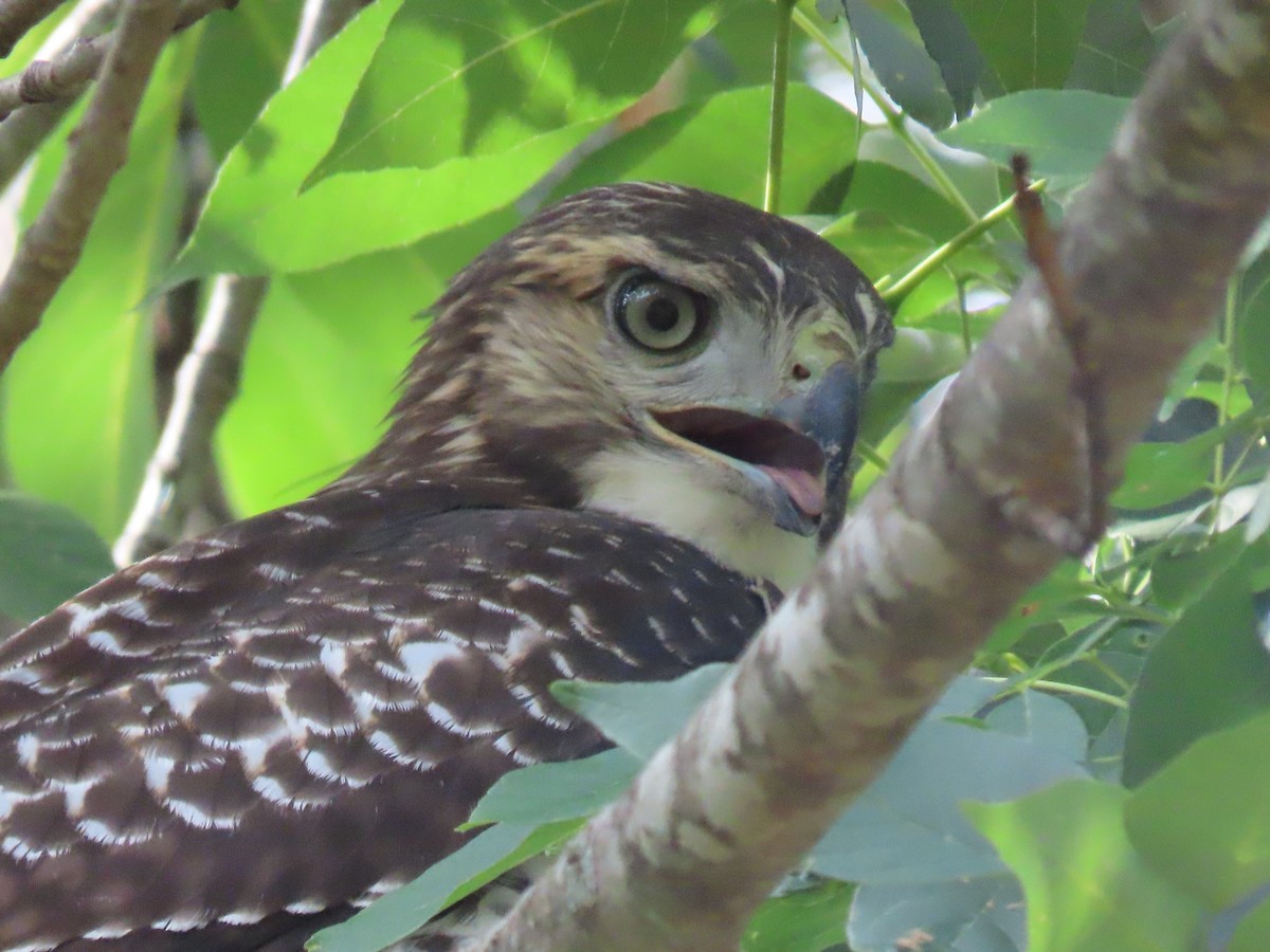 Red-tailed Hawk - ML463537951