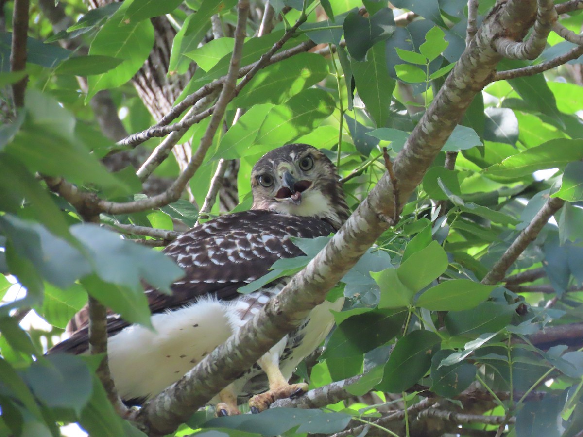 Red-tailed Hawk - ML463537961