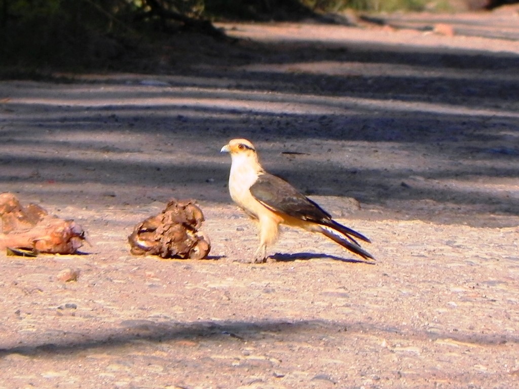 Caracara Chimachima - ML46353811