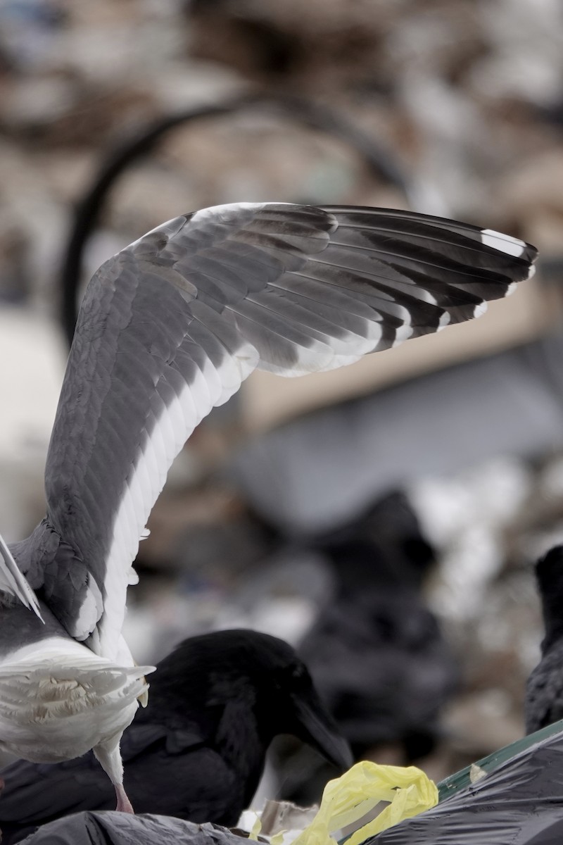 Slaty-backed Gull - Cameron Eckert