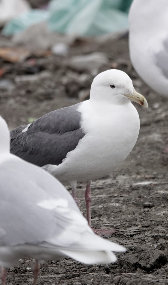 Slaty-backed Gull - Cameron Eckert