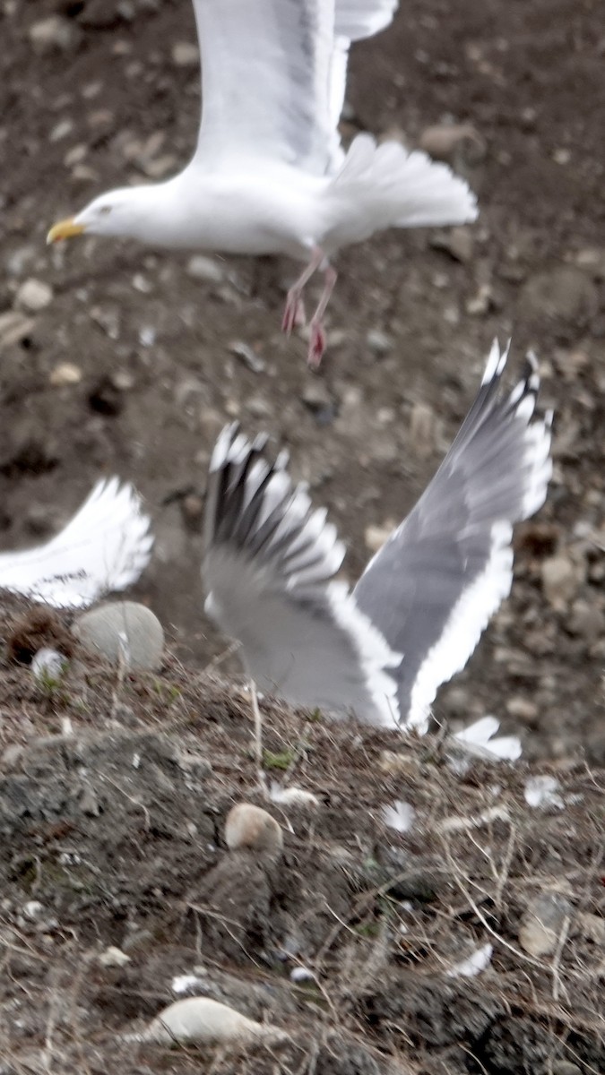 Slaty-backed Gull - Cameron Eckert