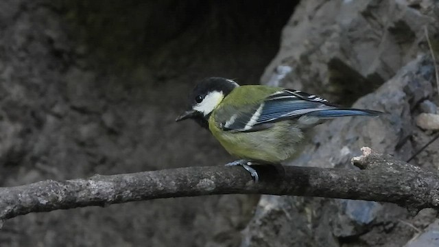 Mésange montagnarde - ML463539371