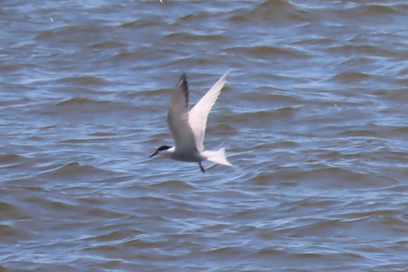 Common Tern - Mary Harrell