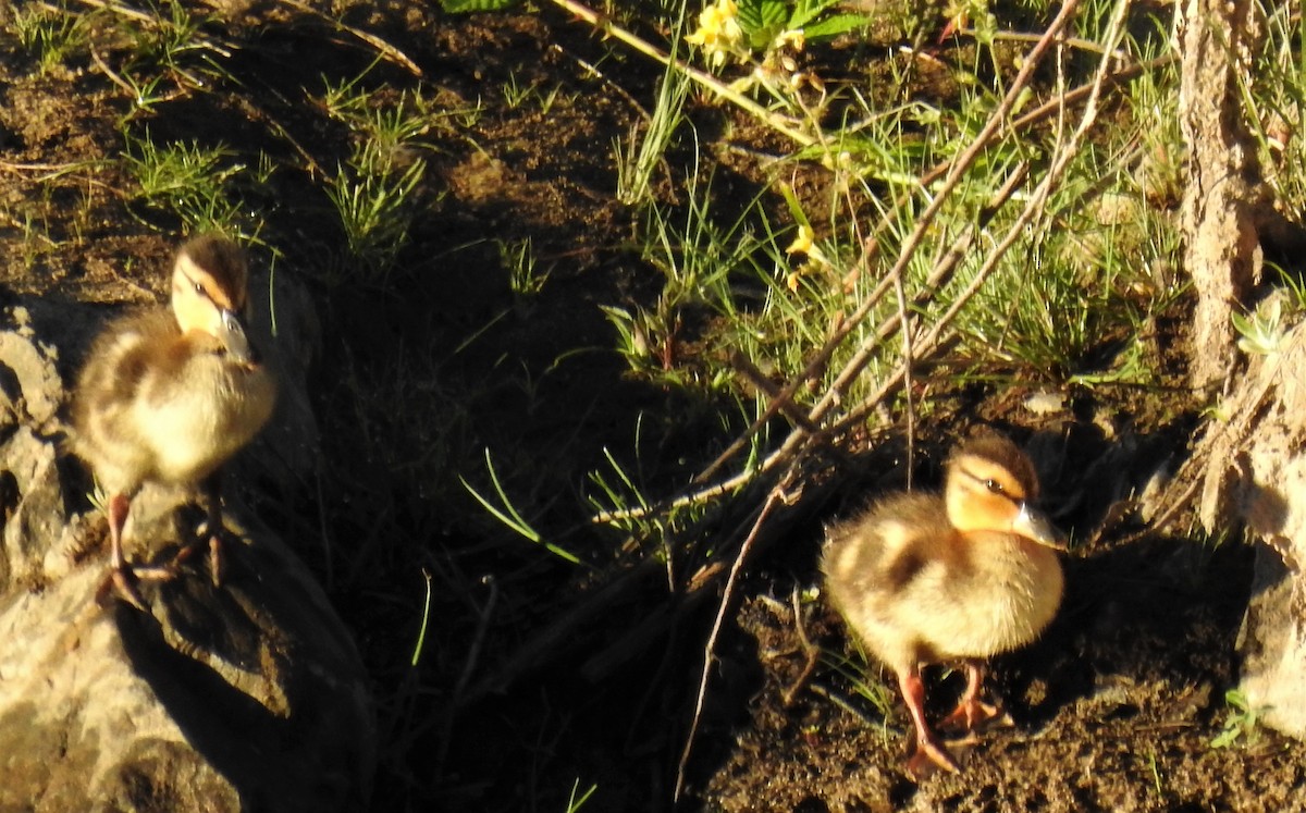 Canard colvert - ML463542751