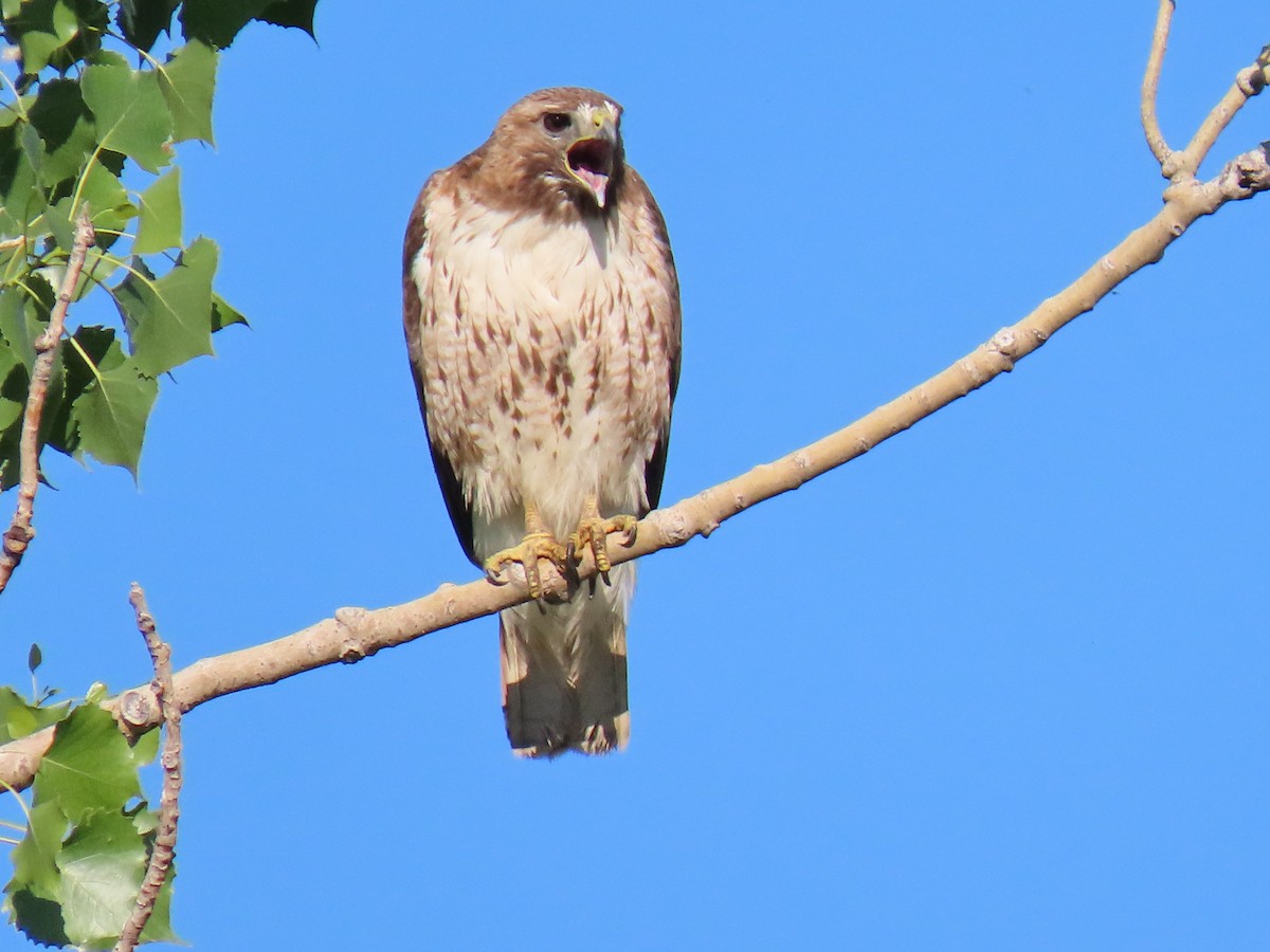 Red-tailed Hawk - ML463542941