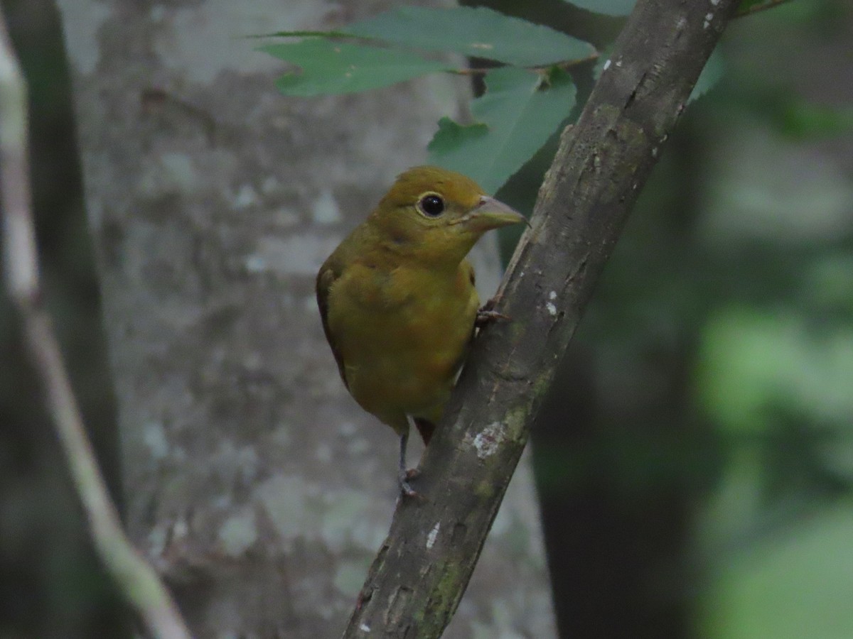 Summer Tanager - Suzanne Roberts