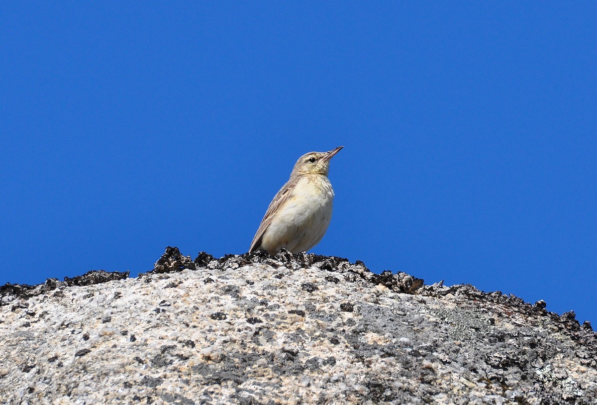 Талын шийхнүүхэй - ML463544361