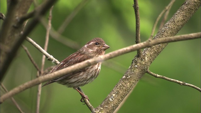 Purple Finch - ML463545