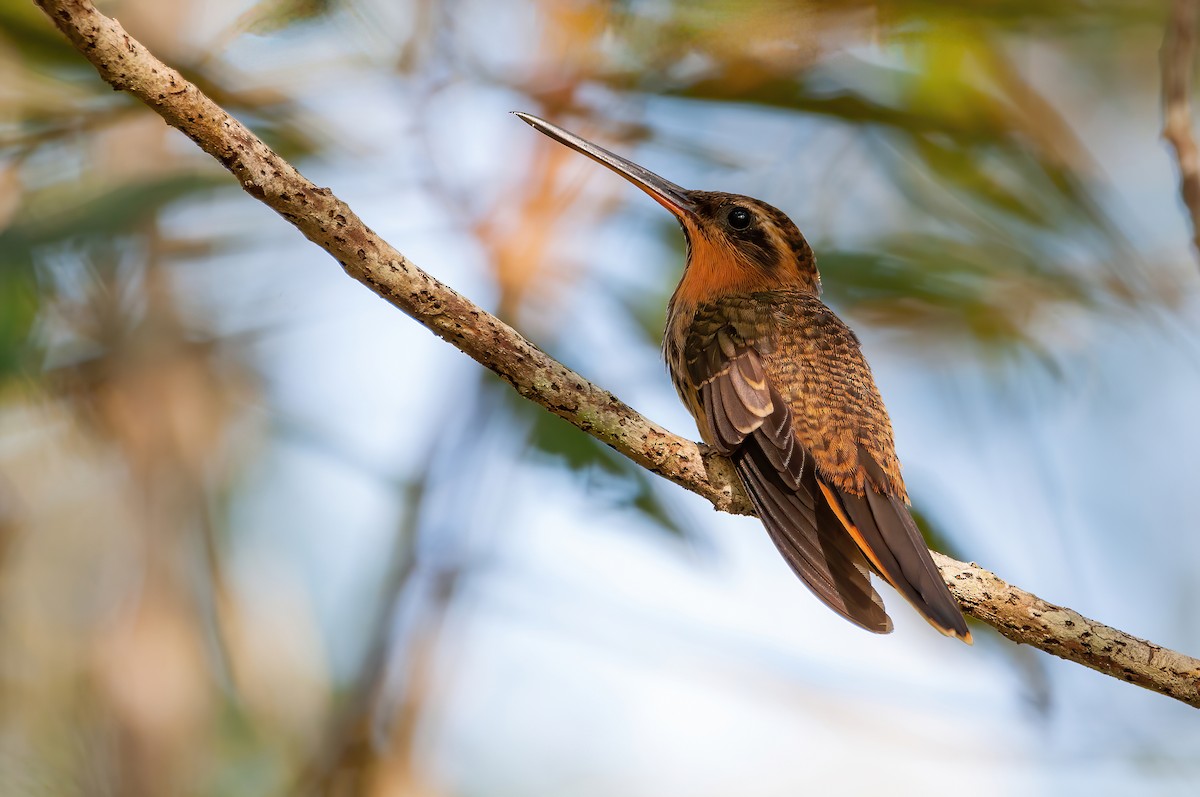 Saw-billed Hermit - ML463545321