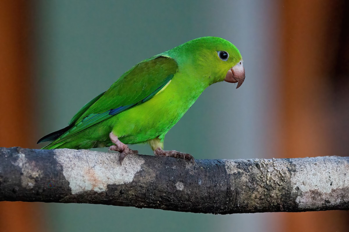 Plain Parakeet - Raphael Kurz -  Aves do Sul