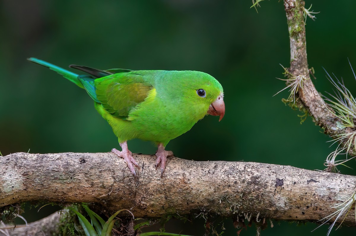 Plain Parakeet - Raphael Kurz -  Aves do Sul