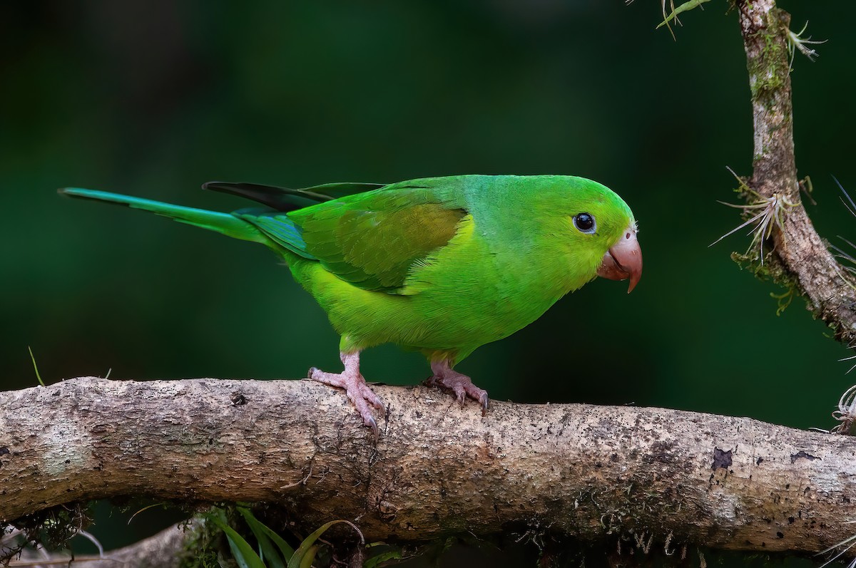 Plain Parakeet - Raphael Kurz -  Aves do Sul