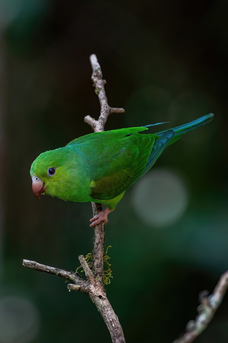 Plain Parakeet - Raphael Kurz -  Aves do Sul