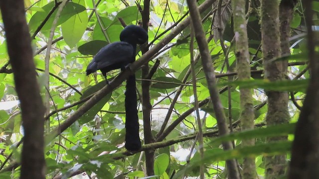 Эквадорская зонтичная птица - ML463546051