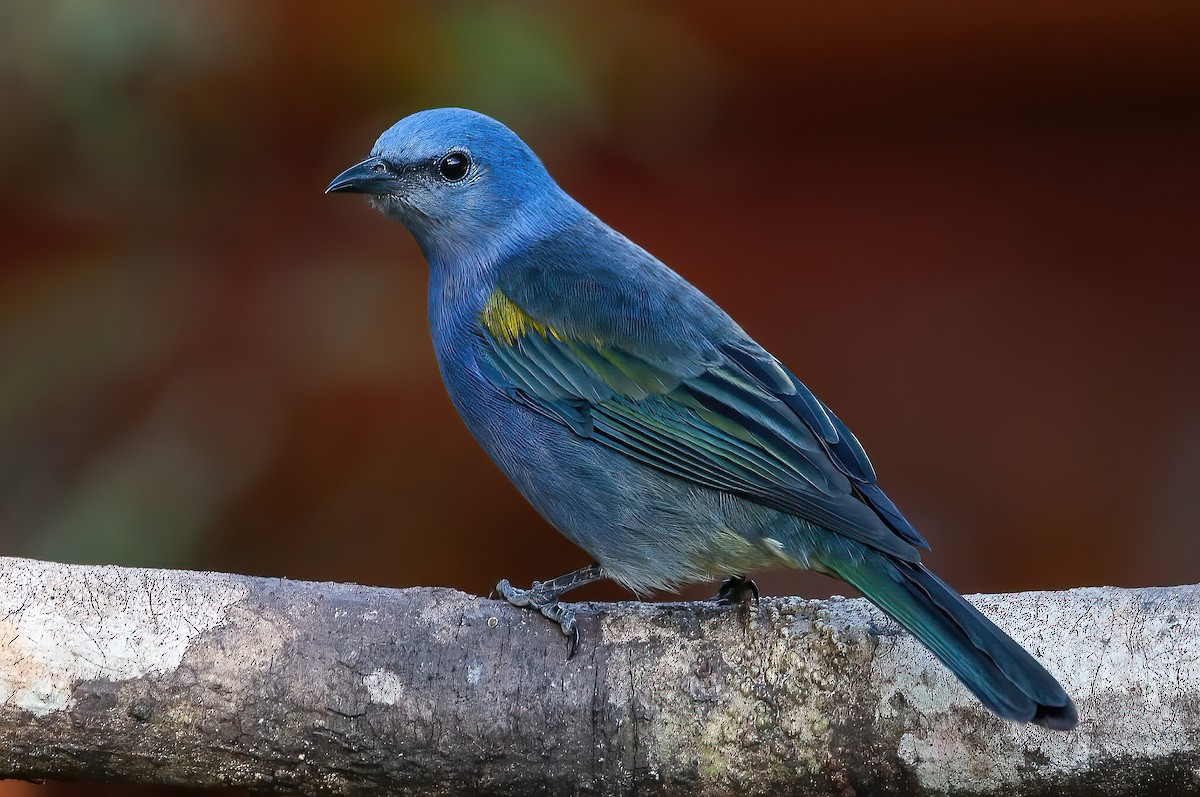 Golden-chevroned Tanager - ML463546571