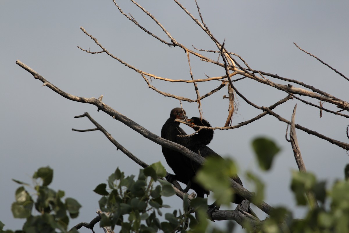 Double-crested Cormorant - Ben Johnson