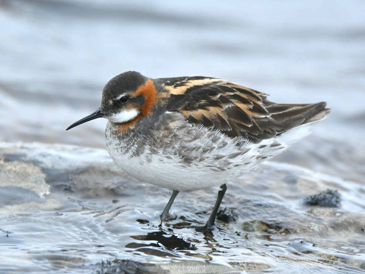 svømmesnipe - ML463547281