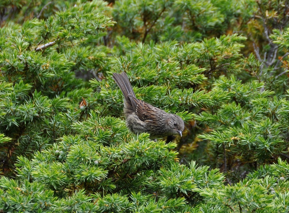 Dunnock - ML463547561