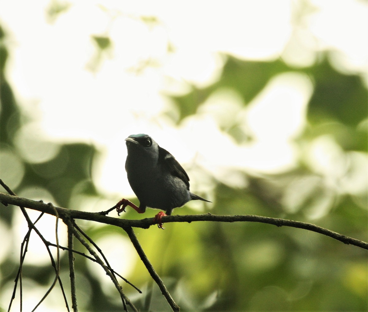 Red-legged Honeycreeper - ML463547861