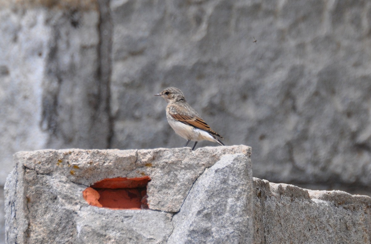 Northern Wheatear - ML463548251