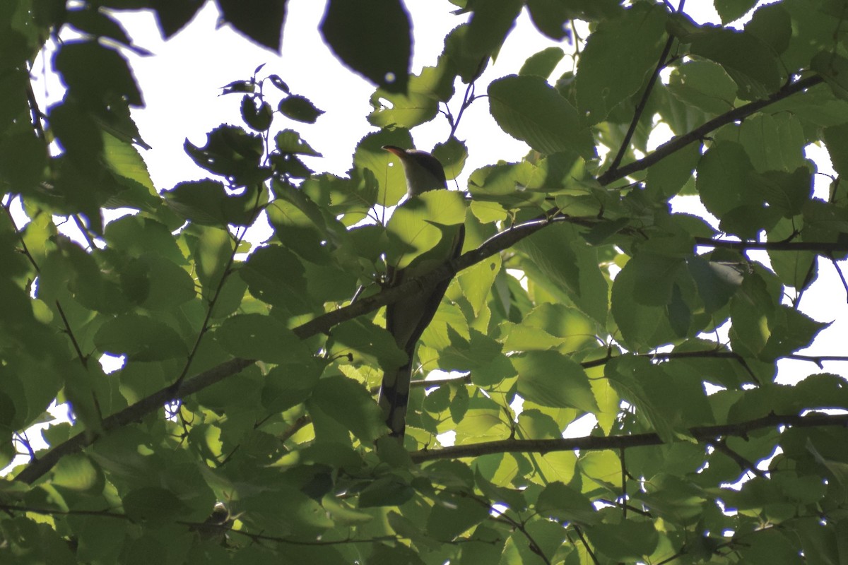 Yellow-billed Cuckoo - ML463548591