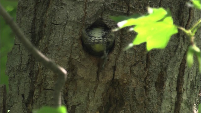 Yellow-bellied Sapsucker - ML463549