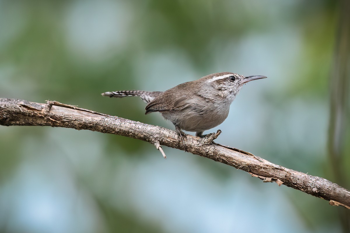 Bewick's Wren - ML463549991