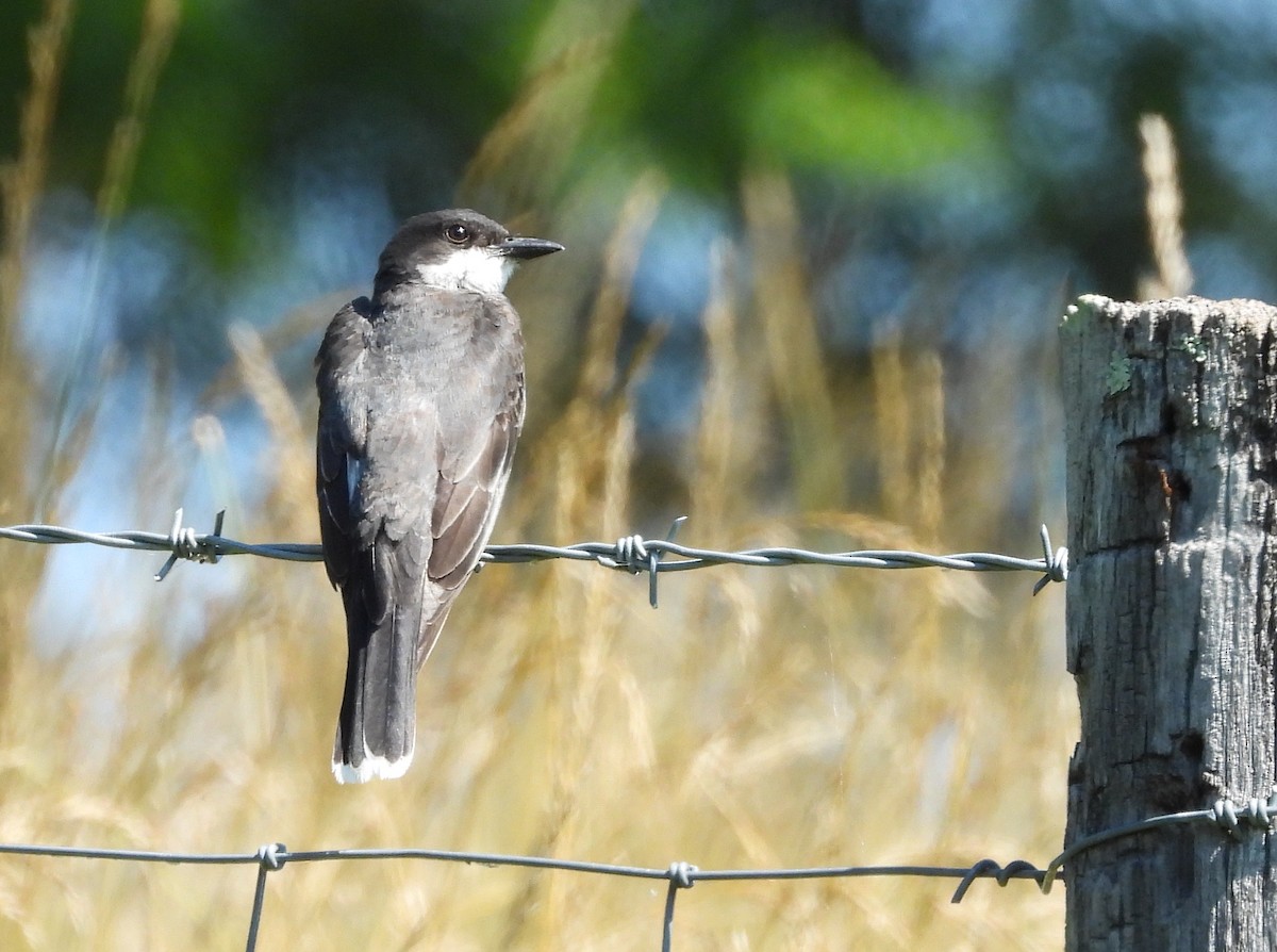 Eastern Kingbird - ML463550171