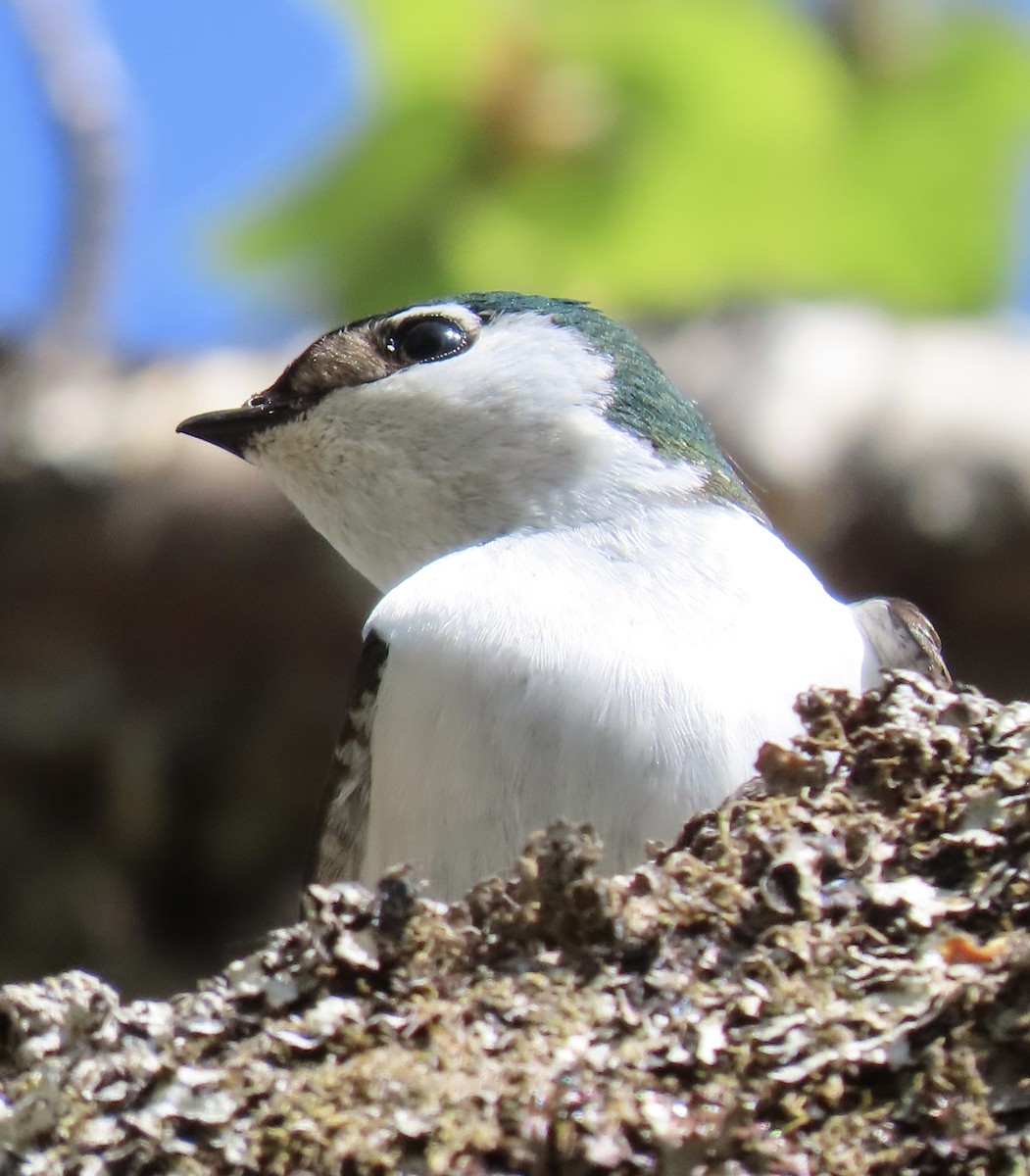 Golondrina Verdemar - ML463551751