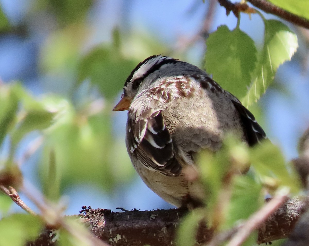 White-crowned Sparrow (Gambel's) - ML463551931