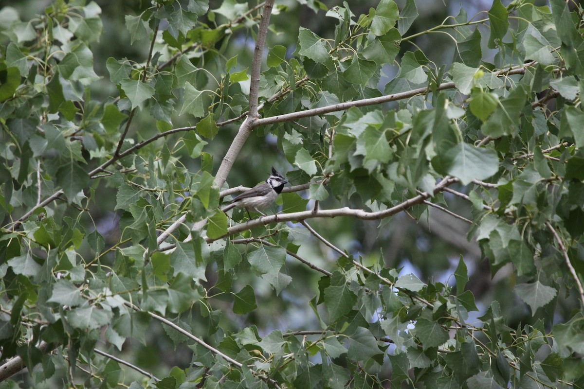 Bridled Titmouse - ML463552161