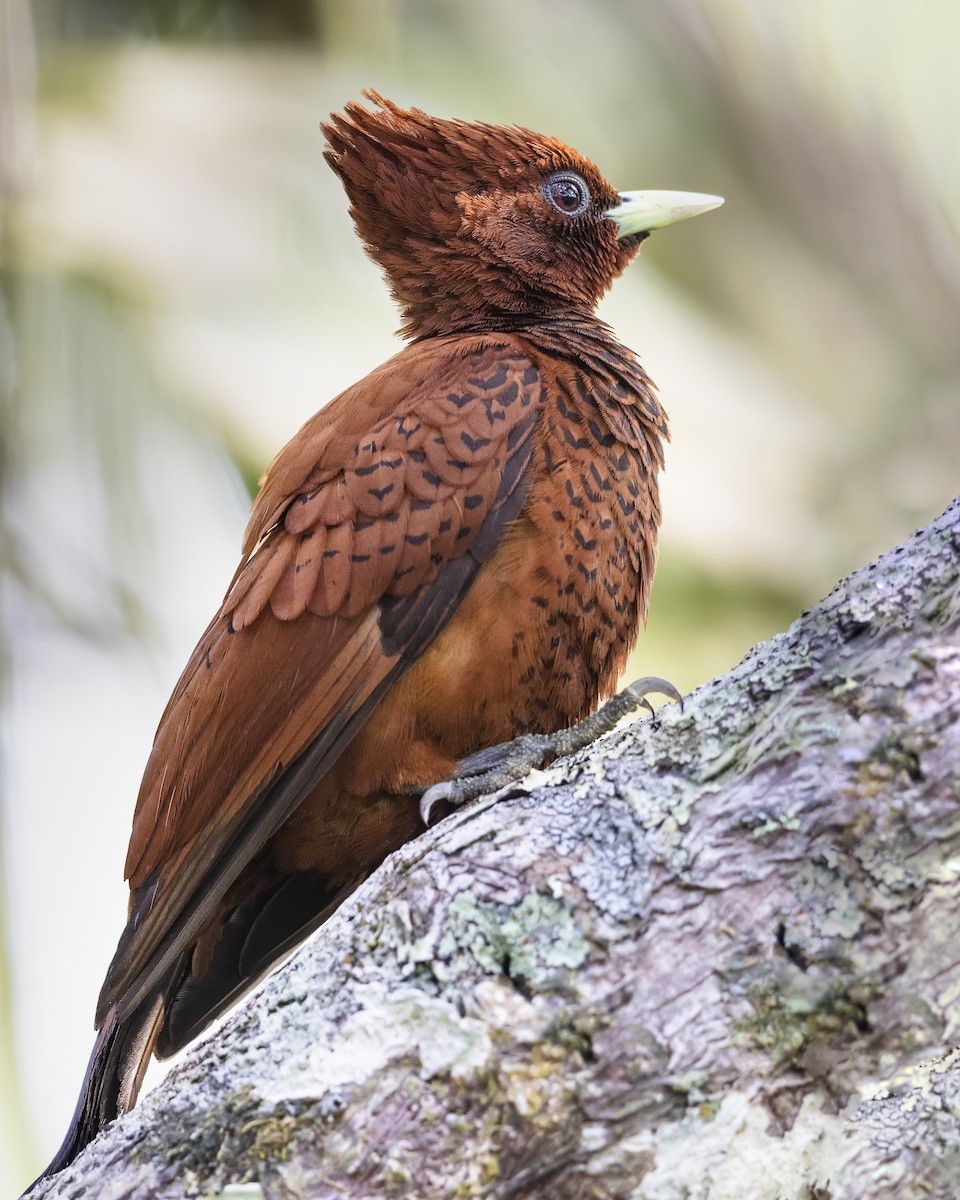 Waved Woodpecker (Scale-breasted) - ML463552721